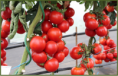/album/galerie-foto-damy-f1/damy-png1/